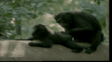 Leap Frog GIF - Monkeys Macaque Leapfrog GIFs