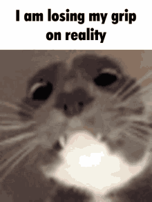 I Am Losing My Grip On Reality Cat GIF - I Am Losing My Grip On Reality I Am Losing My Cat GIFs