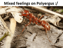 Polyergus Ants GIF - Polyergus Ants GIFs