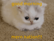Mern The Kitten Mern Nation GIF - Mern The Kitten Mern Kitten GIFs