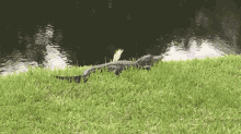 Walk Away Wildlife GIF - Walk Away Wildlife Crocodile GIFs