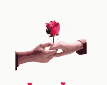 Handshake Red Rose GIF - Handshake Red Rose For You GIFs