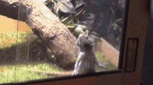 Can Bearded Dragons Jump Out Of Their Cage GIF - Can Bearded Dragons Jump Out Of Their Cage GIFs