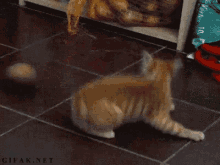 Cat Potato GIF - Cat Potato Kittens GIFs