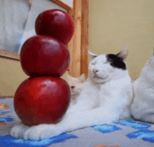 a black and white cat laying on a bed with three red apples stacked on top of it