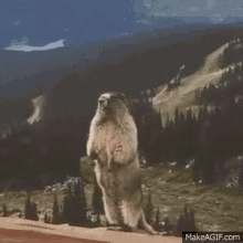 a groundhog standing on its hind legs with the word anita written on the bottom
