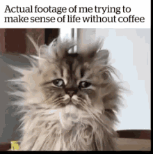 Life Without Coffee Messy Hair GIF - Life Without Coffee Messy Hair Funny Animals GIFs
