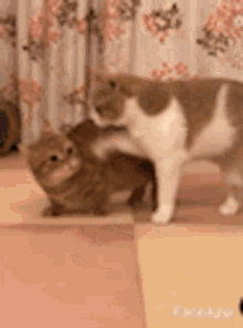 Love Cats GIF - Love Cats Fight GIFs