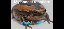Honest Reaction My Honest Reaction Meme GIF - Honest Reaction My Honest Reaction Meme GIFs