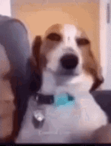 What The Dog Doin Smirk GIF - What The Dog Doin Smirk GIFs