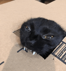 Angry Cat GIF - Angry Cat Angry Cat GIFs