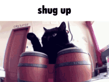 Shut Shut Up GIF - Shut Shut Up Cat GIFs