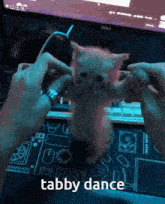 Tabby Cat Dance GIF - Tabby Cat Dance Cat GIFs