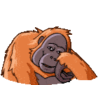 Orangutan Telegram Orangutan Sticker - Orangutan Orang Telegram Orangutan Stickers