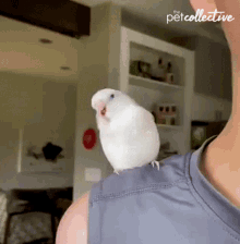 dancing the pet collective bird silly funny