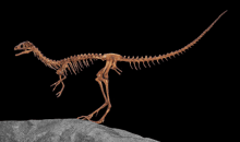 a dinosaur skeleton is standing on a rock with a black background