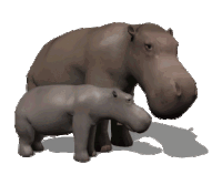 a mother hippopotamus standing next to her baby hippopotamus