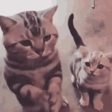 Chat Cat GIF - Chat Cat Cats GIFs