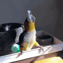 parrot coffee