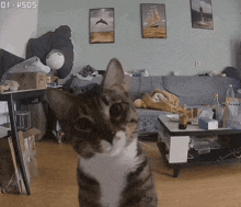 a cat standing in front of a couch and a coffee table with the time of 01:45:05