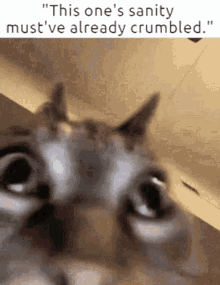 Cat Meme GIF - Cat Meme Deepwoken GIFs