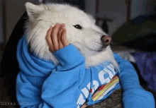 Human Dog Dog GIF