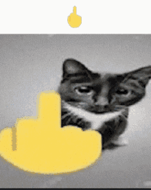 Cat Middle Finger GIF - Cat Middle Finger GIFs