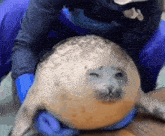 Seal Fatty Sealfatty GIF - Seal Fatty Sealfatty Seal Fatso GIFs