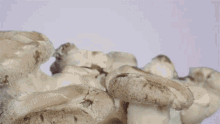 Growing Mushroom Doubleblind GIF - Growing Mushroom Doubleblind Shroom GIFs