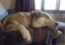 Lazy Dog GIF