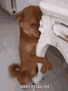 Sorrydog Cute Dog GIF - Sorrydog Cute Dog Embarassed Dog GIFs