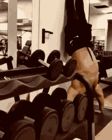 Can Gym GIF - Can Gym Workout GIFs