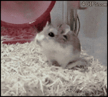 Hamster Running GIF - Hamster Running Oops GIFs