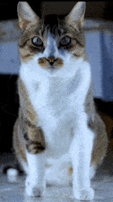 Jamila Cat GIF - Jamila Cat GIFs
