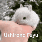 Zeno Remake Ushirono Fuyu GIF