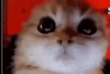 Pissed Cat GIF - Pissed Cat GIFs