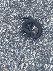 a black snake is laying on the ground on a gravel road