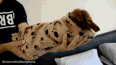 Dog burrito 2024 blanket