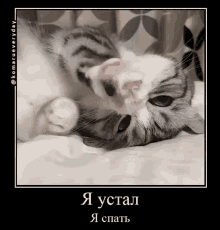 Cat Sleep GIF - Cat Sleep Uwu GIFs