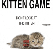 Kitten Game Cat GIF - Kitten Game Kitten Cat GIFs