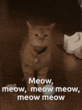 Singing Cat GIF