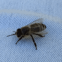 Bumblin Omg GIF - Bumblin Omg Its A Bee GIFs