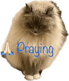 Praying For You GIF - Praying For You GIFs