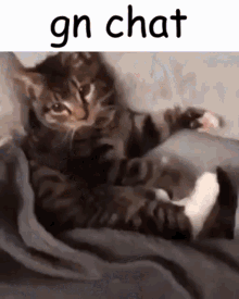 Gn Chat Cat GIF - Gn Chat Cat GIFs