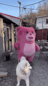 a small white dog is walking next to a large pink teddy bear on a leash