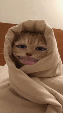 a cat wrapped in a blanket with pink lipstick on its face