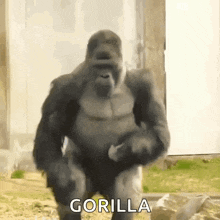 Gorilla Dance GIF - Gorilla Dance Animal GIFs