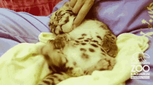 Leopard Kitty. GIF - Leopard Cats Cuteness GIFs