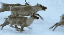 Antelope Reindeer GIF - Antelope Reindeer Winter GIFs