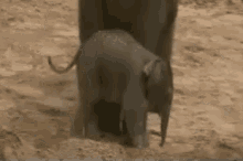 Kicked Elephant GIF